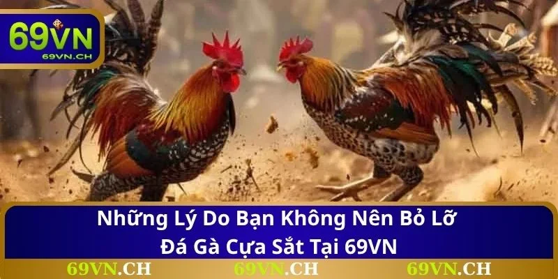 Những lý do bạn không nên bỏ lỡ đá gà cựa sắt tại 69VN