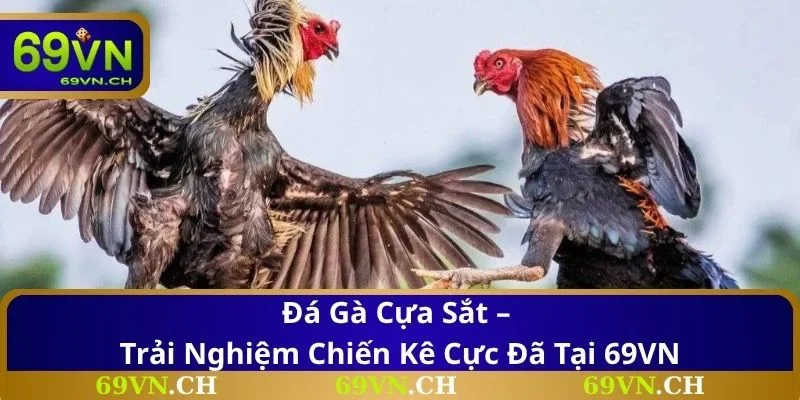 Đá Gà Cựa Sắt – Trải Nghiệm Chiến Kê Cực Đã Tại 69VN