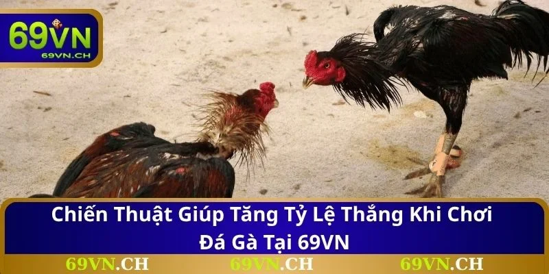 Chiến thuật giúp tăng tỷ lệ thắng khi chơi đá gà tại 69VN