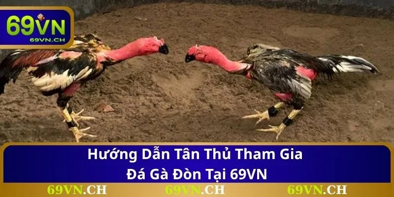 Hướng dẫn tân thủ tham gia đá gà đòn tại 69VN