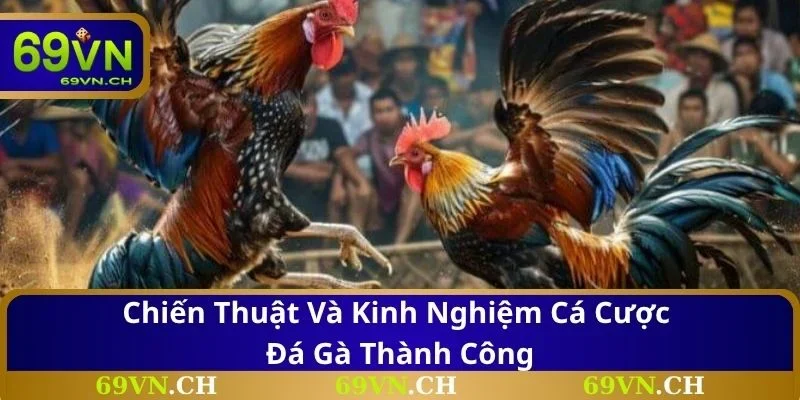 Chiến thuật và kinh nghiệm cá cược đá gà thành công