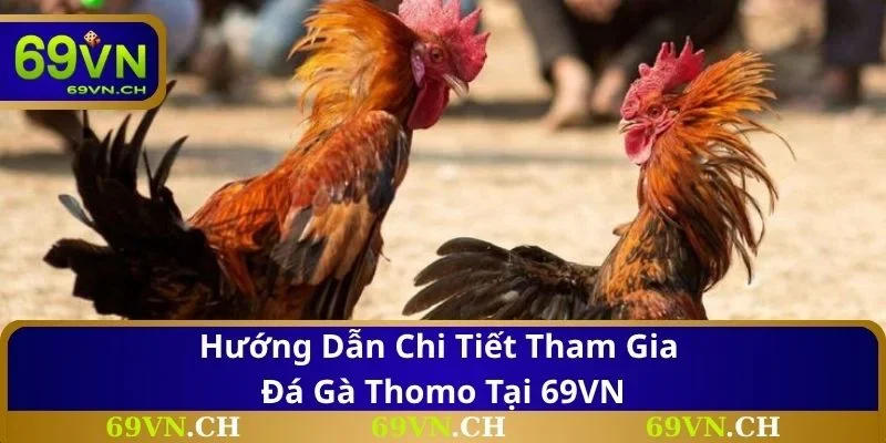 Hướng dẫn chi tiết tham gia đá gà Thomo tại 69VN